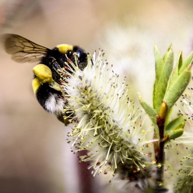 a bee lands on a white catkin