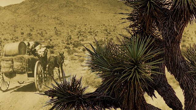 Link to Joshua Tree National Park museum exhibit