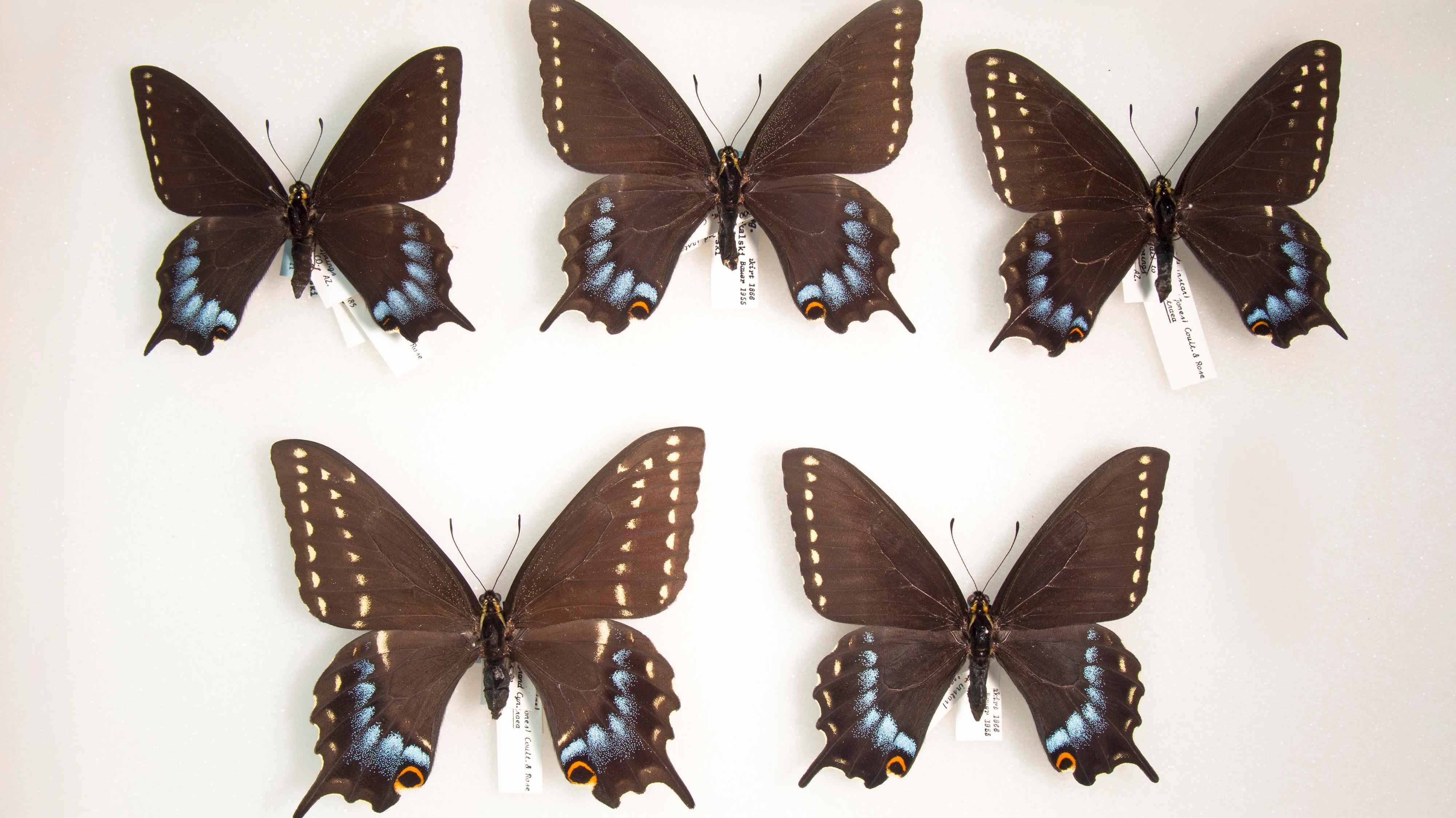 Five pinned specimens of butterflies that are nearly black with short, tail-like extensions on their