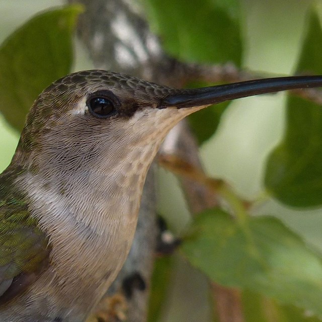 Link to Feathered Treasures Zion National Park online museum exhibit