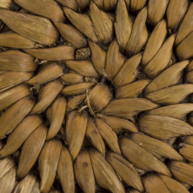 Link to Yosemite Basketry virtual museum exhibit