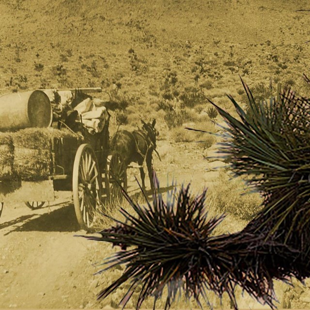 Link to Joshua Tree National Park museum exhibit