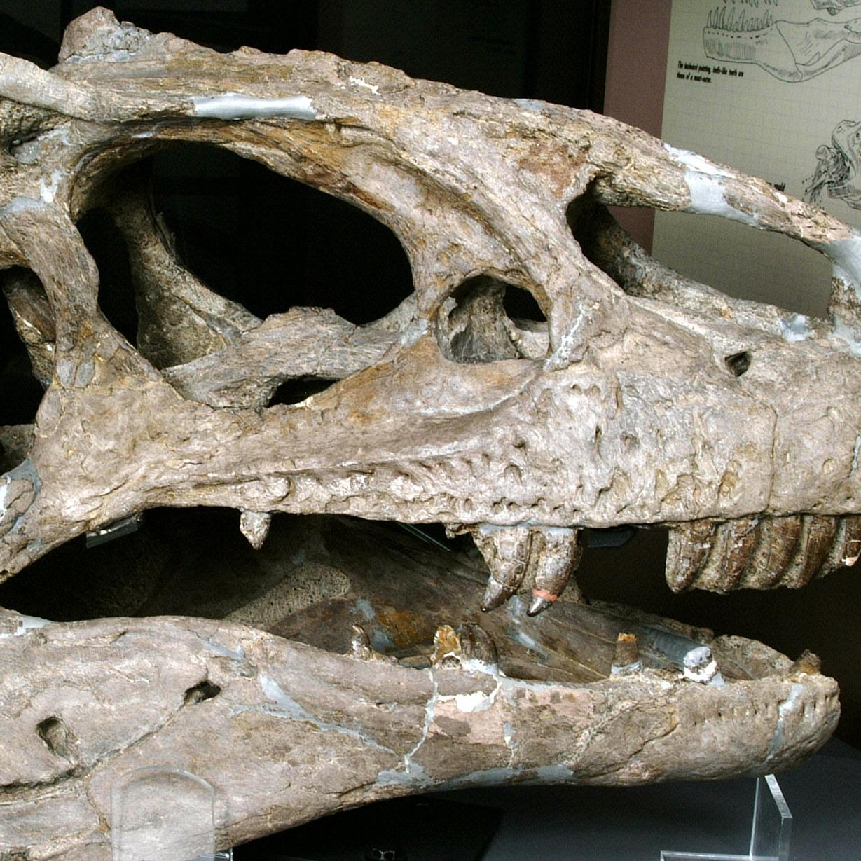 Allosaurus fragilis skull