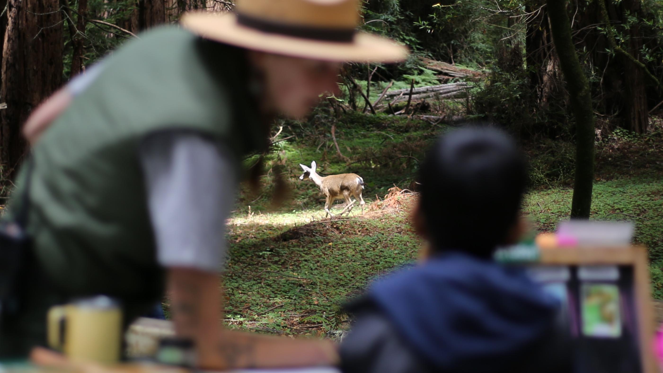 a ranger and child gaze on a deer grazing in the forest