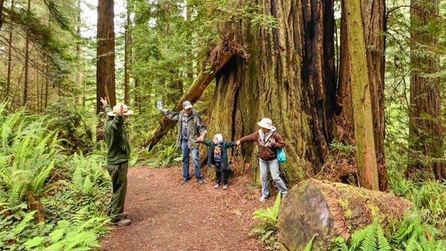 A ranger stands with two adults and a child acting out the width of a redwood tree in the forest