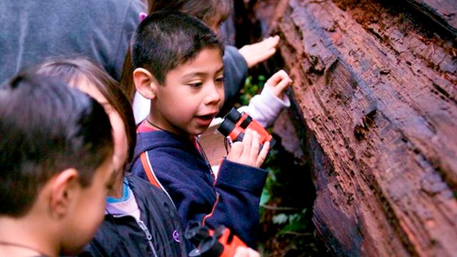 Children look closely at a redwood tree