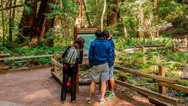 Hikers looking at at a trailhead at Muir Woods National Monument
