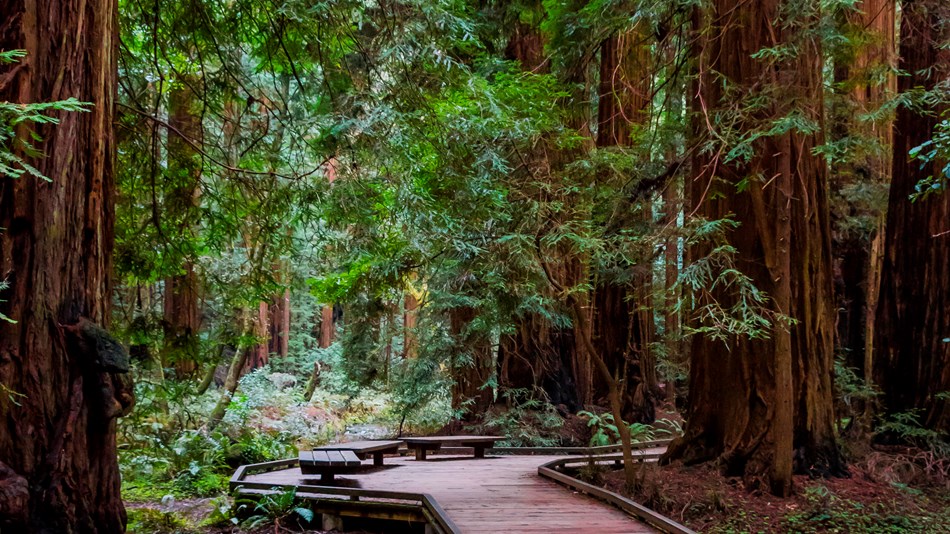Boardwalk through a redwoods forest 