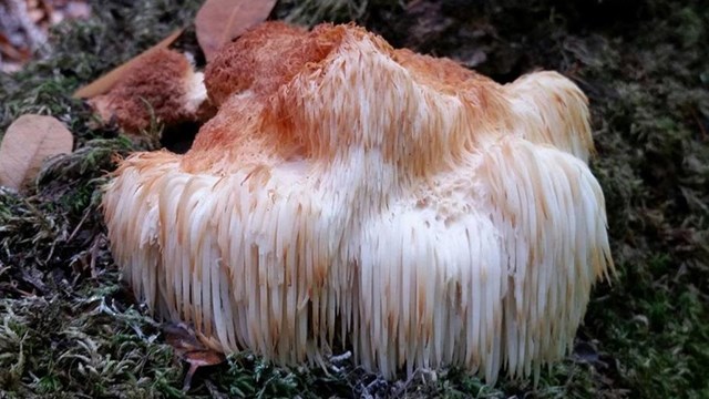 So Many Mushrooms! (U.S. National Park Service)