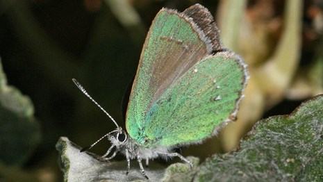 echo blue butterfly resting on a green leaf