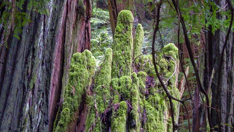 Old growth redwood grove