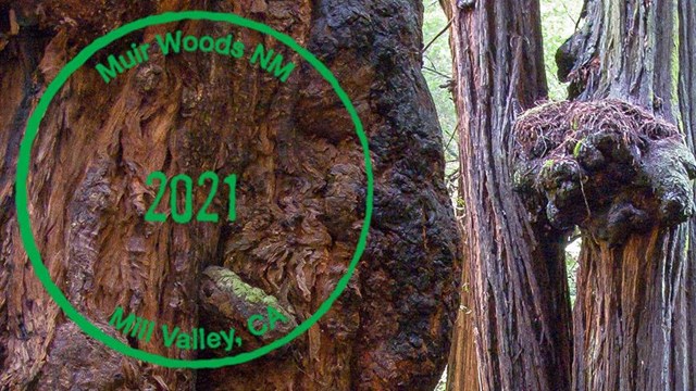 A 2021 Muir Woods NM virtual passport stamp
