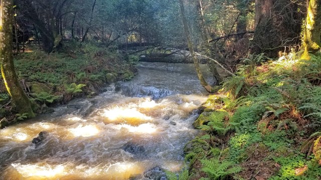 high water rushes through a full creek in a redwood forest