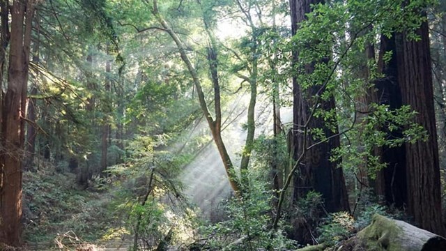 A Climate Resilient Future for Muir Woods