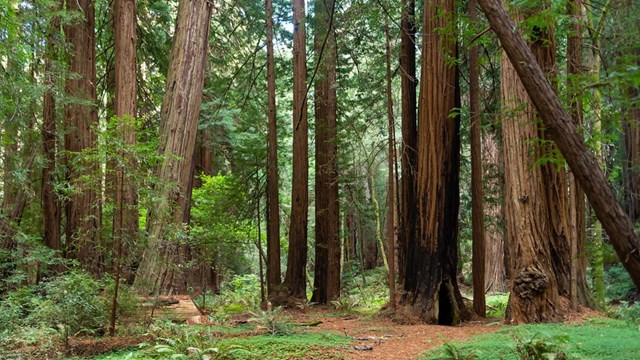 How Will Climate Change Impact Muir Woods?
