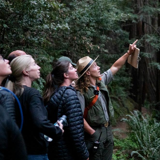 a drop of water on a redwood spray