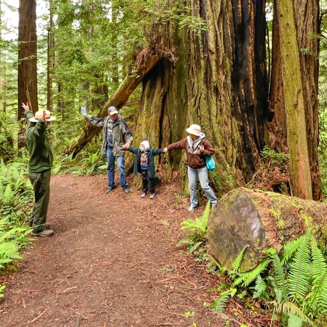 A ranger stands with two adults and a child acting out the width of a redwood tree in the forest