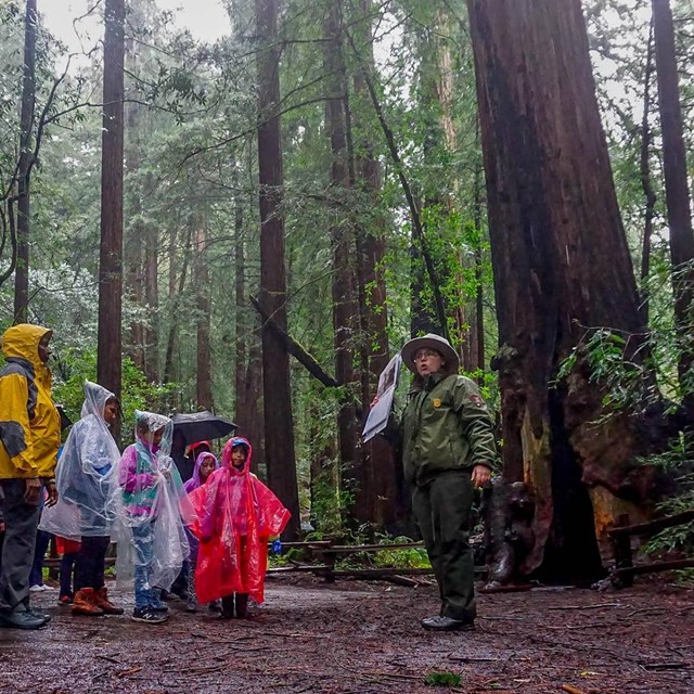 A ranger talks to a group of students on a rainy day in the forest
