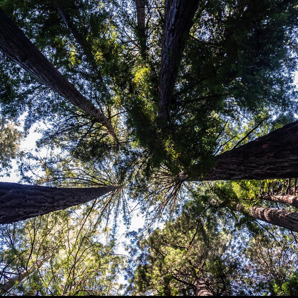 A Climate Resilient Future for Muir Woods