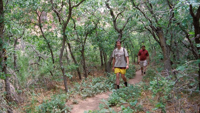 two men walking on a forested trail