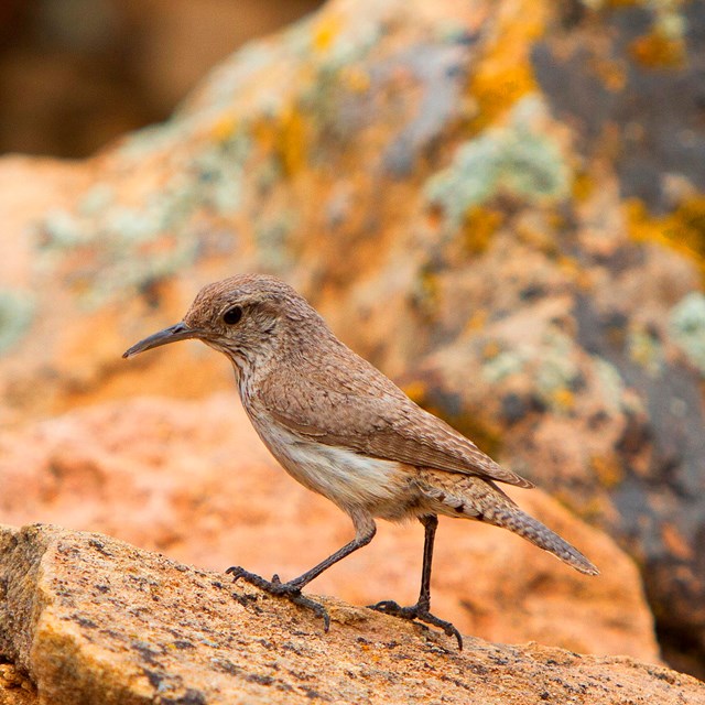 a rock wren perched on a sandstone boulder covered in green and orange lichen