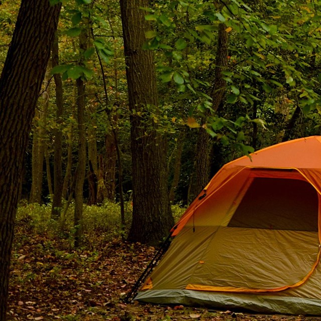 An orange tent next to a leaf-covered road in a forest