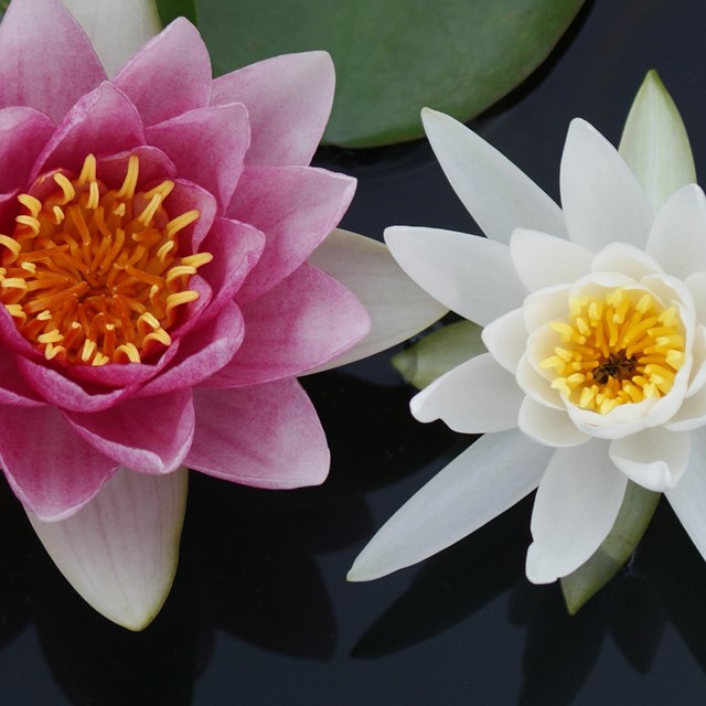 A pink and white flower sit on the water next to lily pads