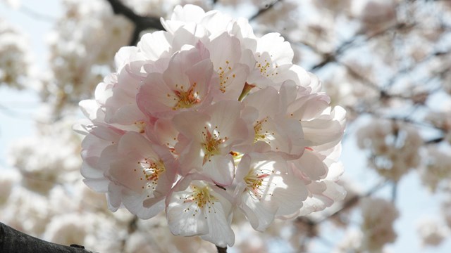 close up picture of cherry blossoms