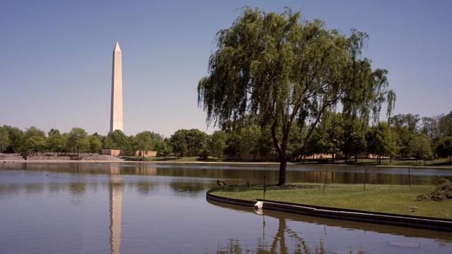 Tree in the middle of a lake with Washington Monument in the background