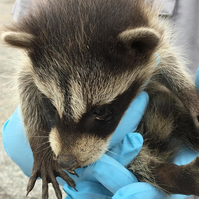 Hands holding a raccoon 