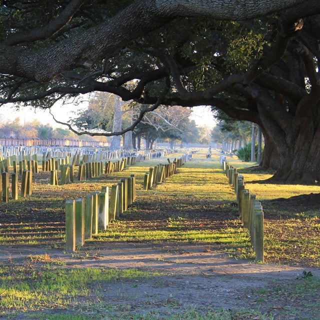 Thick oak tree branches stretch horizontally over rows of uniform headstones.