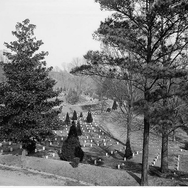 Early 1900s black and white photo showing rows of uniform headstones on terraces, trees, and walkway