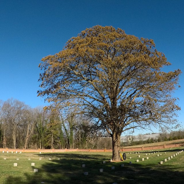 Equipment for installing lighting protection at the base of a tall tree in a cemetery.,