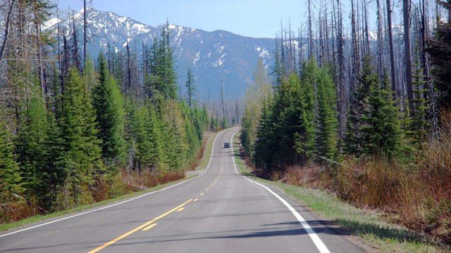 road with trees on either side leading to mountain
