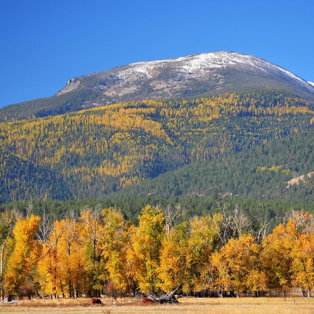 Nez Perce (Nee-Me-Poo) 