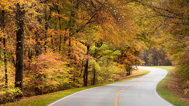 Roadway winds away from viewer. Trees line each side of road with leaves yellow and orange in fall.