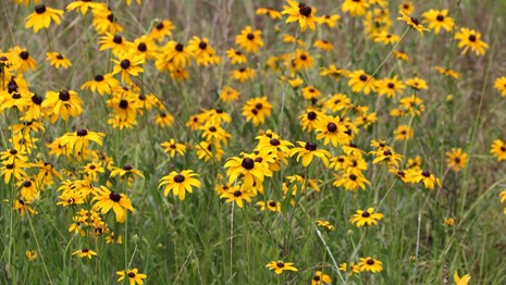 Close up of  bout 50 yellow flowers with dark centers growing in a field. 