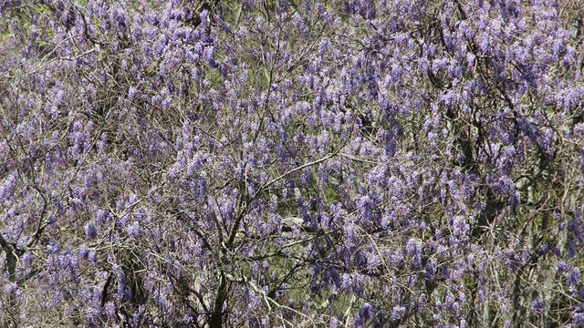 Purple flower on vines overtaking a small tree. 