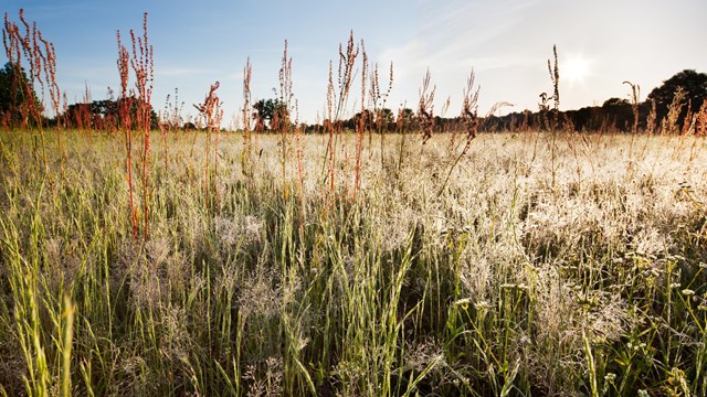 A field of white flowers with tall grass stems in the front and Trees in the back.