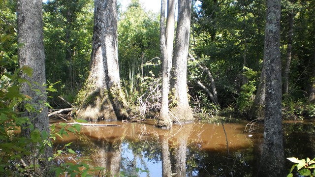 Trees reflected in brown water they are growing in. 
