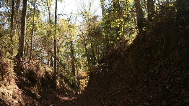 A sunken trail through the forest. 