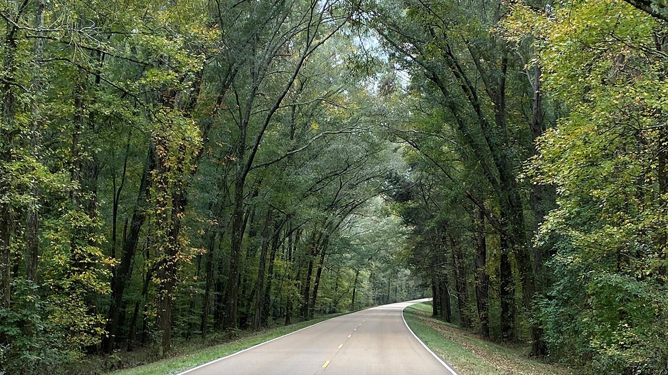 A two lane road through green trees that arch over the roadway.