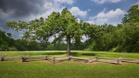 A tree stands at the edge of a farm field along a split-rail fence.