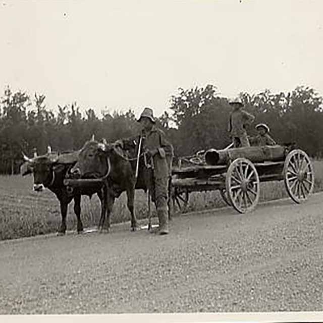 A black and white photo of three dark skinned men and and oxcart. 