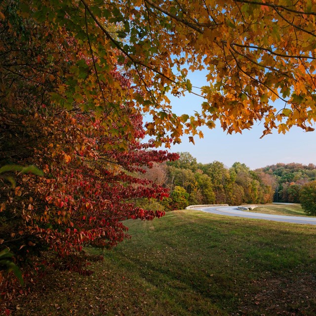 A two-lane road meanders through trees with yellow and orange leaves. 