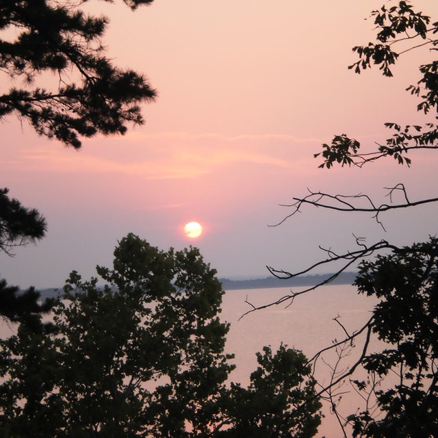 Silhouetted trees with a pink sunset sky