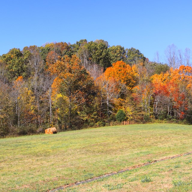 A grassy hill bordered with trees in fall foliage.  