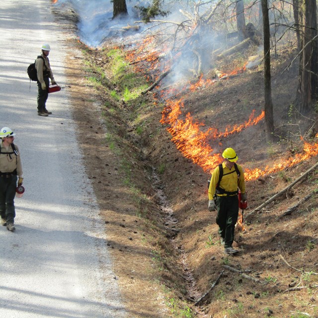 Three fire fighters in yellow shirts and hard hats, ignite a line of fire at a woods edge.