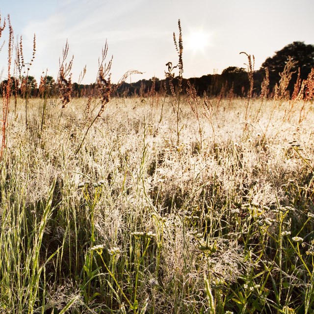 A field of white flowers with tall grass stems in the front and Trees in the back.