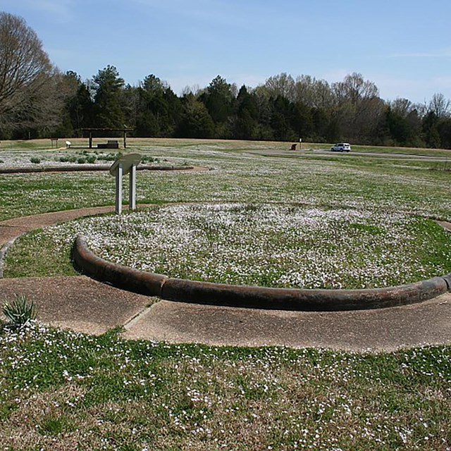A circular curb in a field of flowers. 